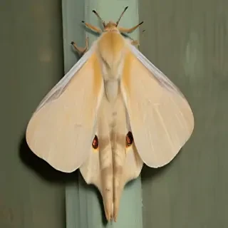 silk moth