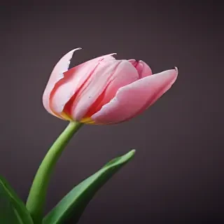 tulip iphone wallpaper