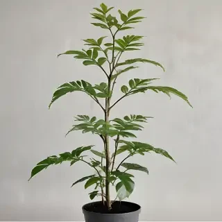 plant transparent