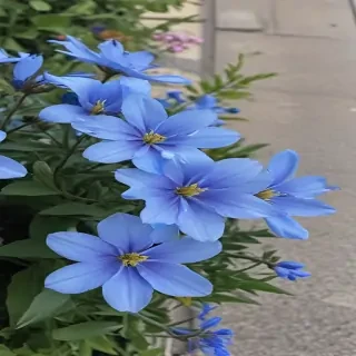 blue flowers aesthetic
