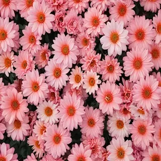 flower aesthetic backgrounds
