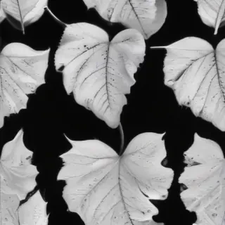 leaf white and black