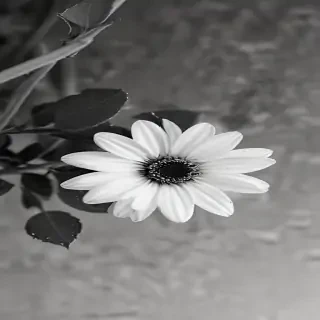 flower images black and white