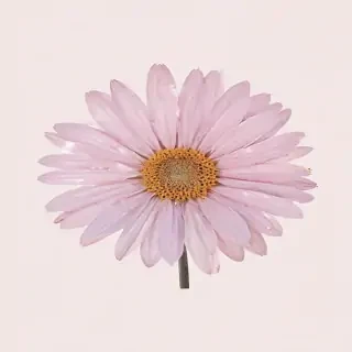 aesthetic png transparent