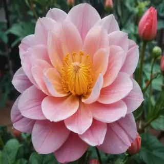 pictures of flowers drawing