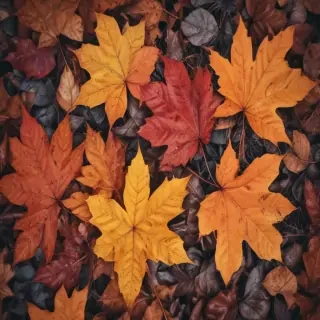 autumn leaves iphone wallpaper