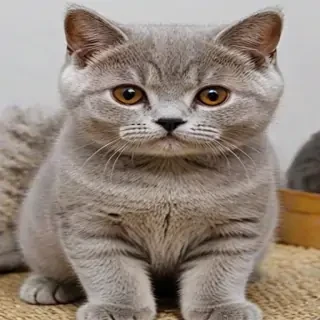 british shorthair breed