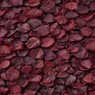 background burgundy