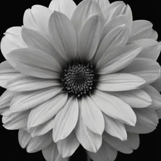 black and white flower png