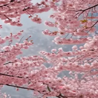 cherry blossoms png