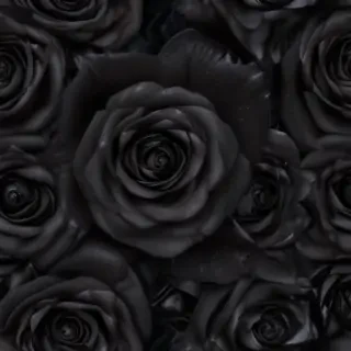 black roses background