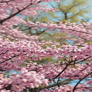 springtime iphone wallpaper