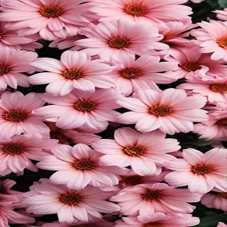 flower background aesthetic