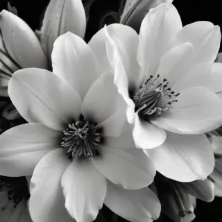 black and white flower background