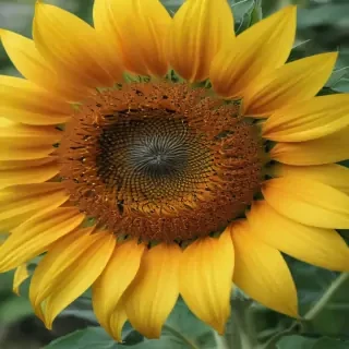 sunflower computer wallpaper