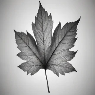 black and white clipart leaf