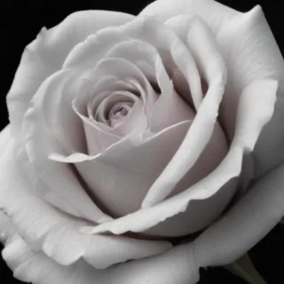rose with black and white background