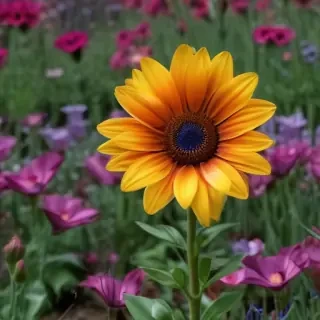 flowers field png
