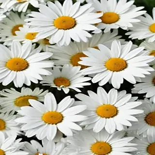 daisy wallpaper for desktop