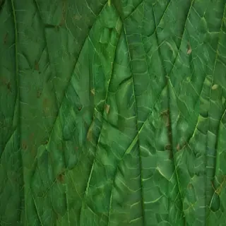 green leaf background