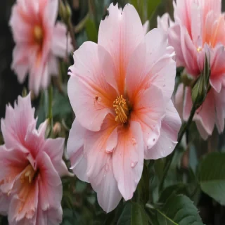 aesthetic flower pictures