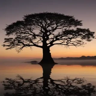 transparent tree silhouette