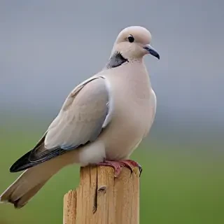 dove bird