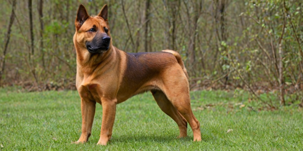 kai ken dog breed