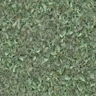 sage green backround