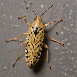 locust bug