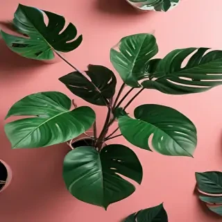 plant phone wallpaper
