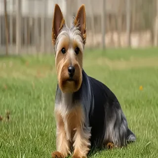 silky terrier