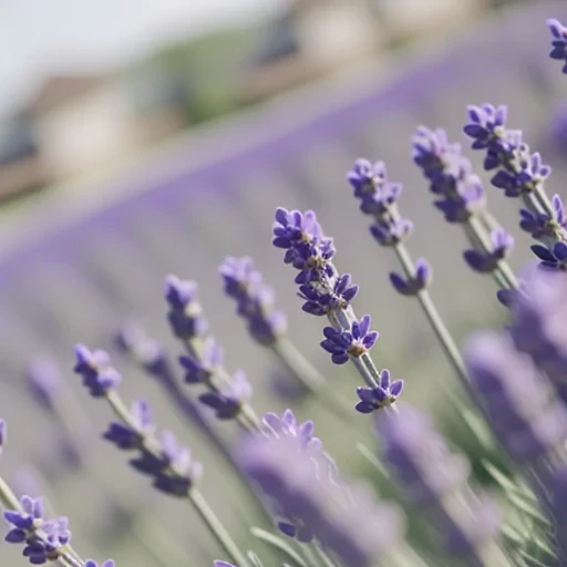 aesthetic lavender wallpaper