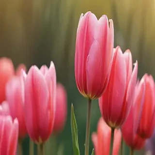tulip iphone wallpaper