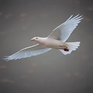 birds flying transparent background