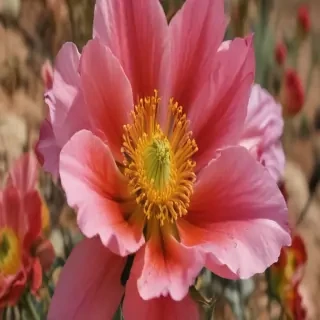 desert flower