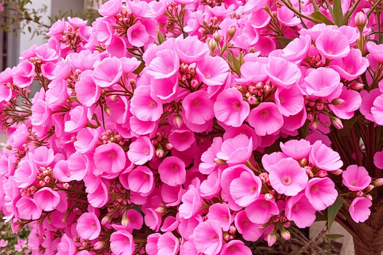 cute pink pics
