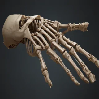 skeleton hand png