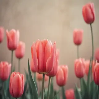 tulip iphone wallpaper