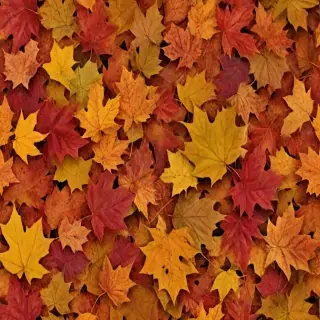 fall leaves png
