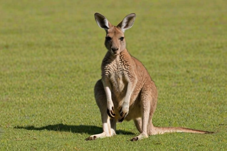 kangaroo png