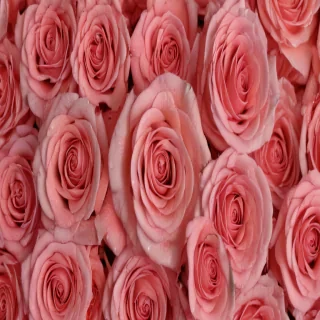 rose background
