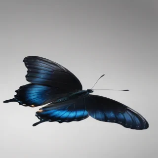 black butterfly png