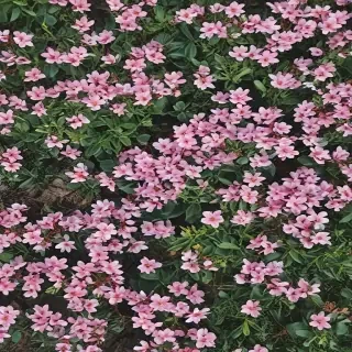 spring iphone background