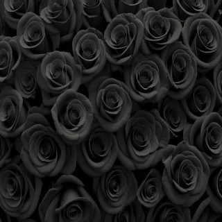 black roses background