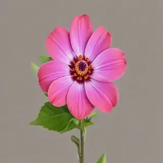 real flower png