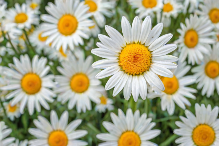 iphone daisy wallpaper