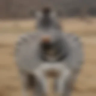 zebra png
