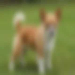 jack chi dog breed