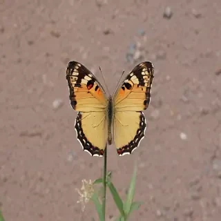 a picture